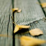 5760_miscellaneous_hd_wallpapers_leaf